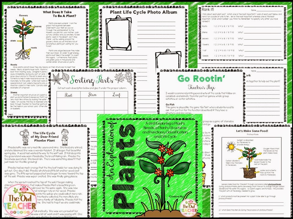 Click here to visit my store & check out my neat plant activities!