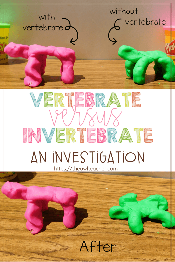 Vertebrates vs Invertebrates - The Owl Teacher