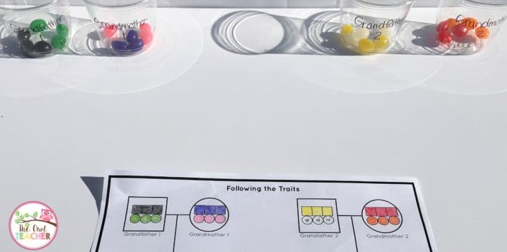 Teach genetics to your students to help them learn about how traits get passed down from parents to their offspring. This fun demonstration that uses jelly beans provides an engaging and concrete way for students to learn this information. Click through to read how to do the experiment and to get a freebie!