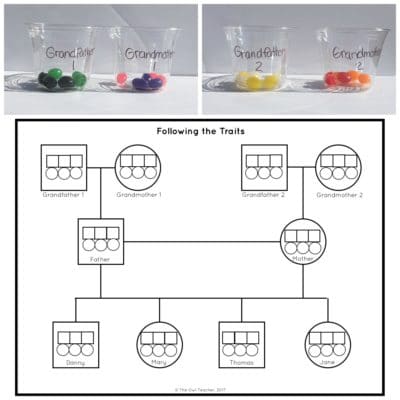 Teach genetics to your students to help them learn about how traits get passed down from parents to their offspring. This fun demonstration that uses jelly beans provides an engaging and concrete way for students to learn this information. Click through to read how to do the experiment and to get a freebie!