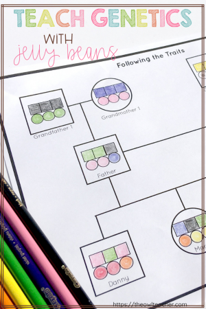 Teach genetics to your students to help them learn about how traits get passed down from parents to their offspring. This fun demonstration that uses jelly beans provides an engaging and concrete way for students to learn this information. Click through to read how to do the experiment and to get a freebie!