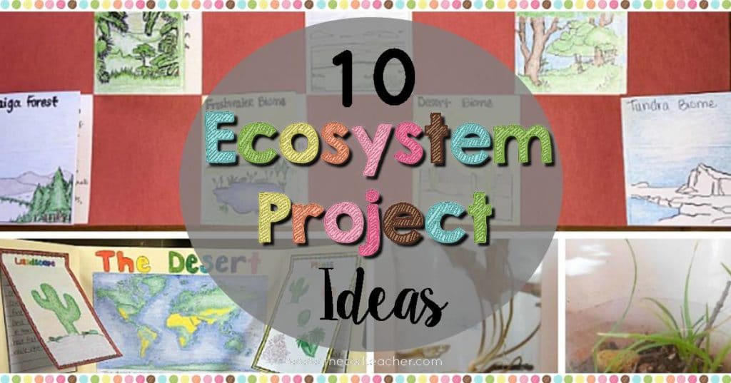 Ecosystem Project Ideas The Owl Teacher