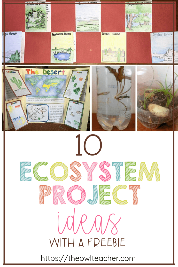 examples of ecosystems for kids