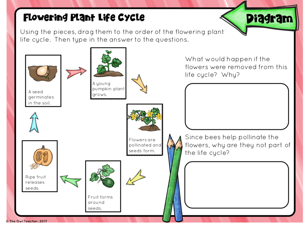 Life Cycles for Google Classroom - Image 2