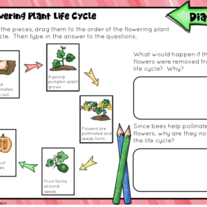 Life Cycles for Google Classroom