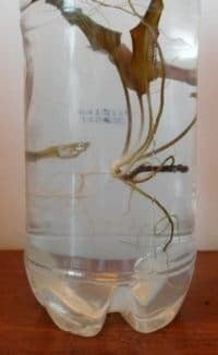 Engage your students with these 10 ecosystem project ideas for your elementary science class and grab a FREEBIE to get started!