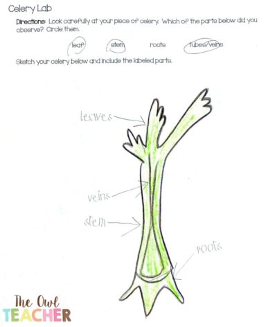 Are you using science drawings in your classroom? These drawings are important and used by both scientists and engineers. Learn everything you need to know to help your students!