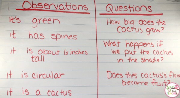 Stimulate curiosity with your students through this process of observation and questioning in science. It piques their interests and engages!