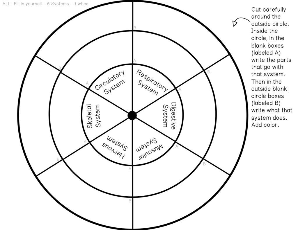 Human Body Systems Wheel - Image 2