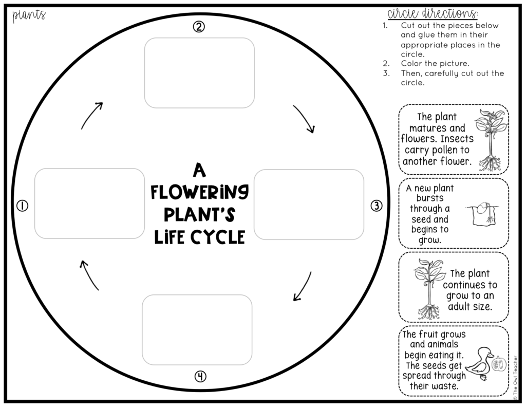 Plant Circle Book - The Owl Teacher