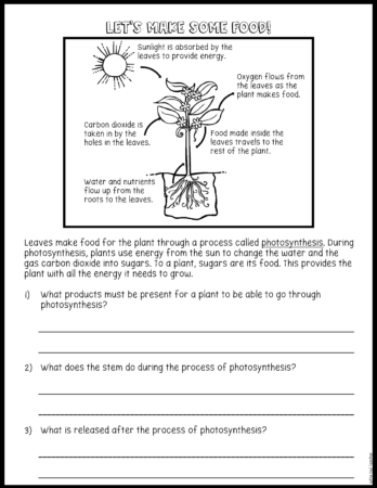 Photosynthesis Role Play Science Activity - The Owl Teacher