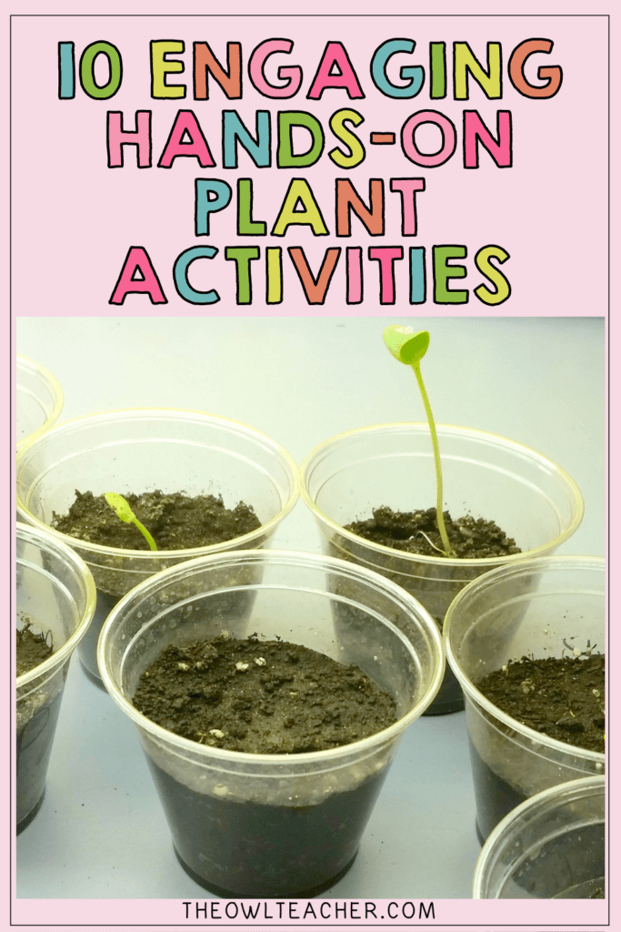 Next time you need hands-on plant activities, check out this post where I walk you through a variety of activities for teaching the needs of plants, the parts of plants and their functions, photosynthesis, a plant's life cycle, pollination, plant cells, chlorophyll, plant adaptations, and so much more! Click through to learn more!