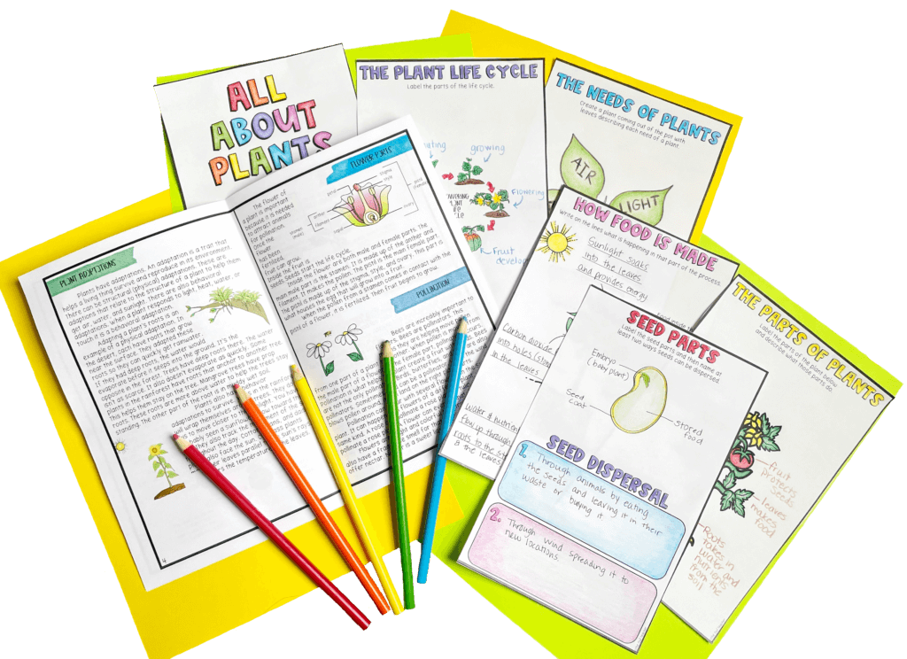 Next time you need hands-on plant activities, check out this post where I walk you through a variety of activities for teaching the needs of plants, the parts of plants and their functions, photosynthesis, a plant's life cycle, plant adaptations, and so much more! Click through to learn more!