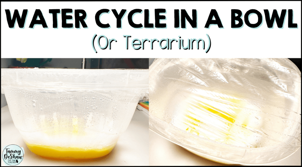 Instead of the traditional water cycle in a bag, why not create a water cycle in a bowl or terrarium? This makes it a bit more real and hands-on to students!