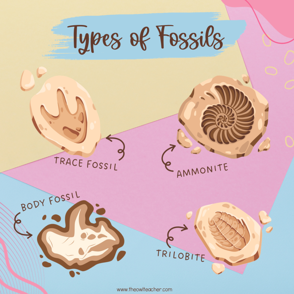 critical thinking questions about fossils